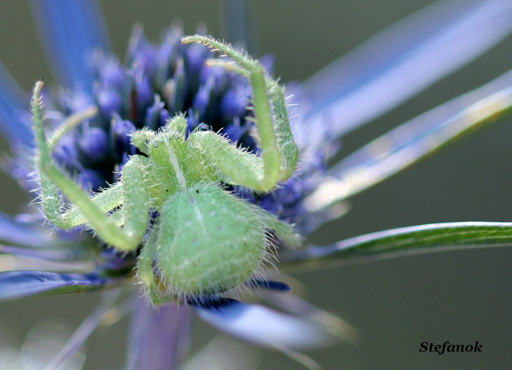 Heriaeus hirtus - Trieste